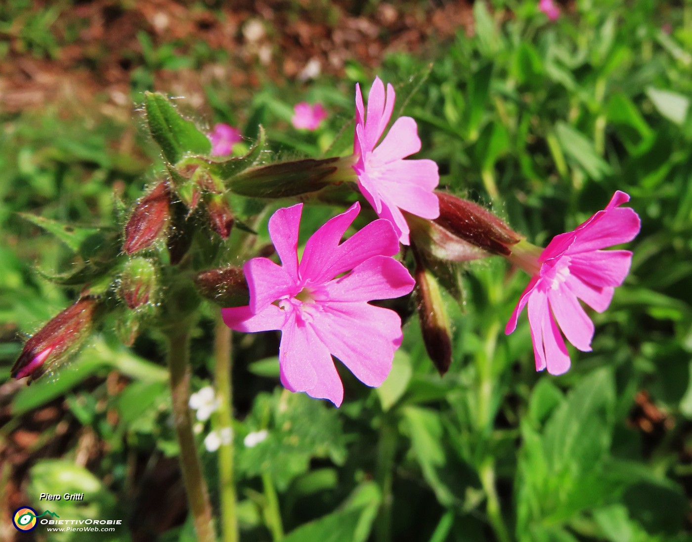 20 Nel bosco fiori di Silene.JPG